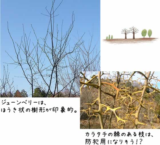 樹形シルエット