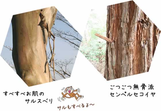 樹皮にもいろいろ