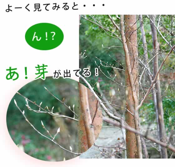 芽が出てる