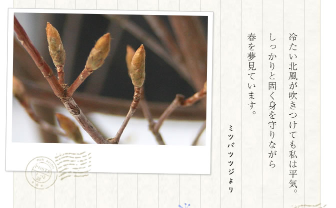 ミツバツツジより