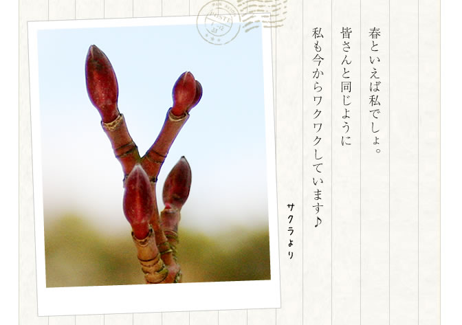 サクラより
