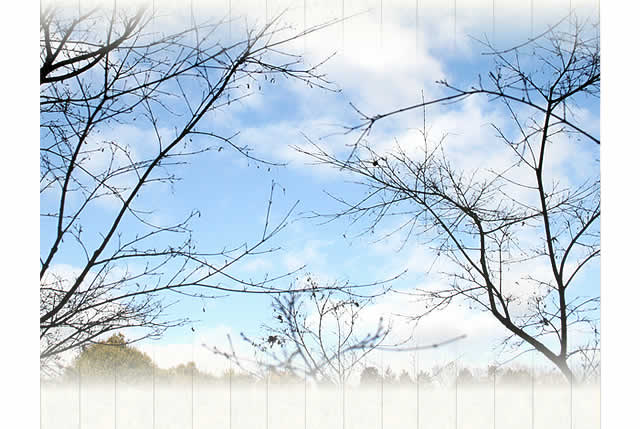 樹木からの手紙