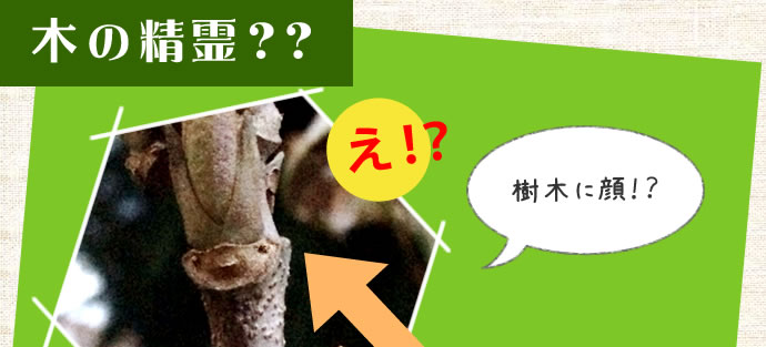 木の精霊？？