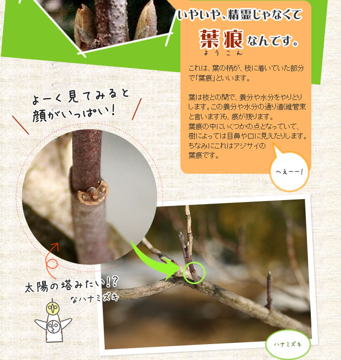 精霊じゃなくて葉痕なんです