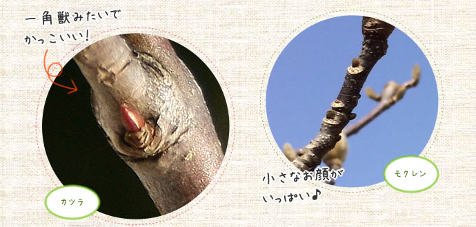 一角獣みたいでかっこいい！