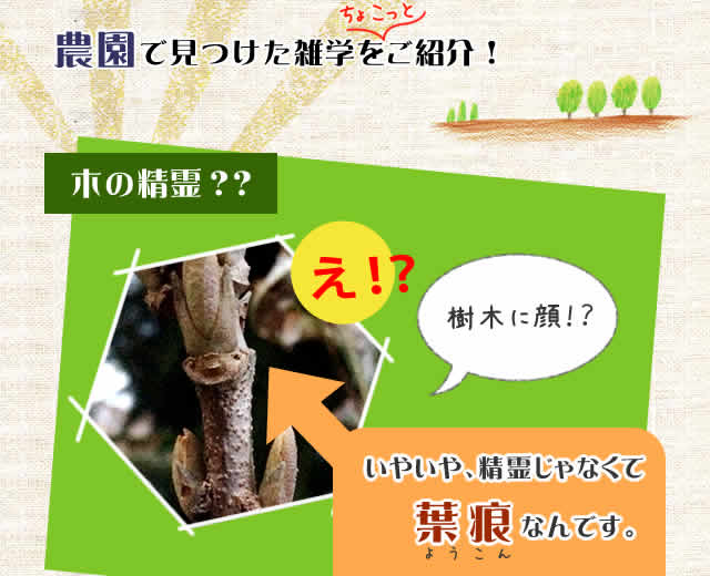 農園で見つけた雑学