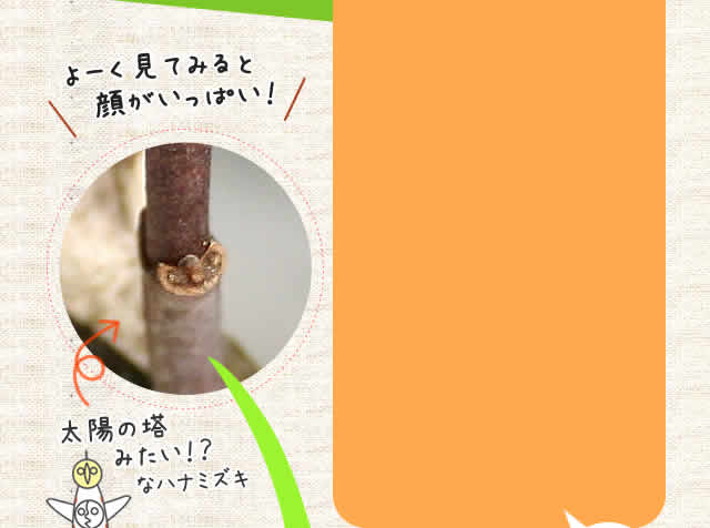 木の精霊？