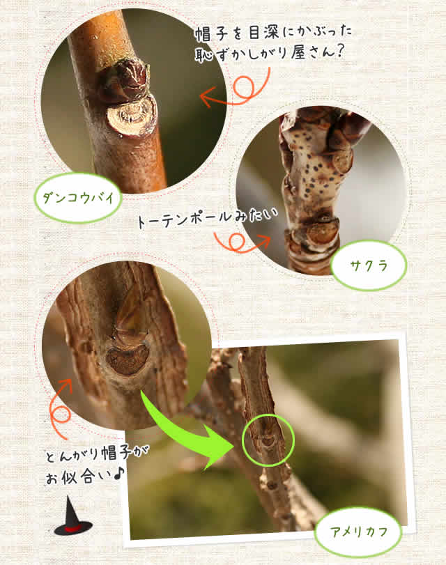 帽子を目深にかぶった恥ずかしがり屋さん？