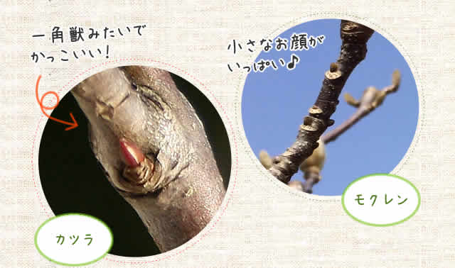 一角獣みたいでかっこいい！
