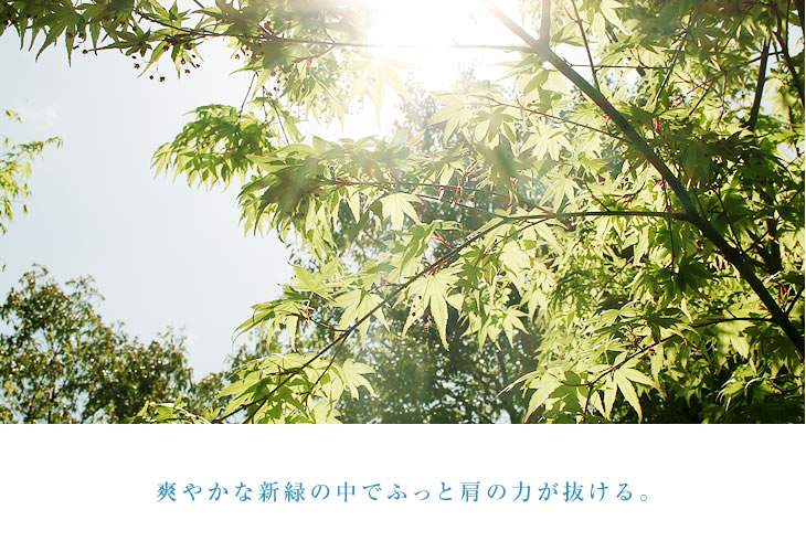 爽やかな新緑