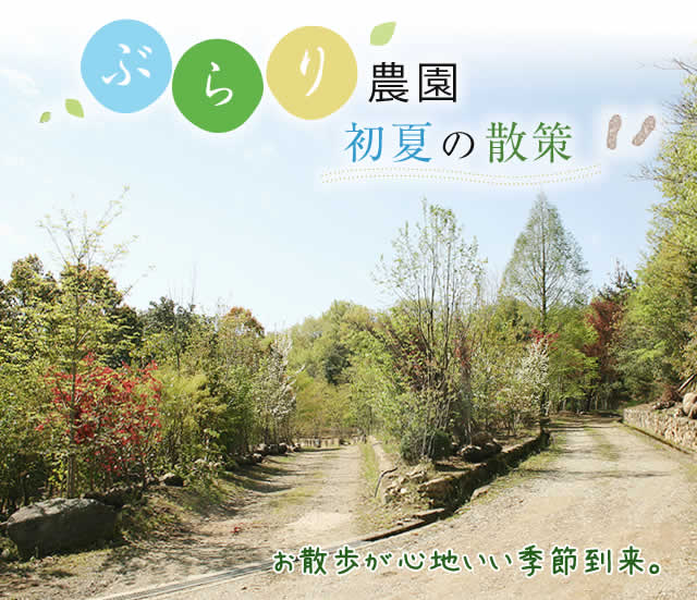 ぶらり農園初夏の散策