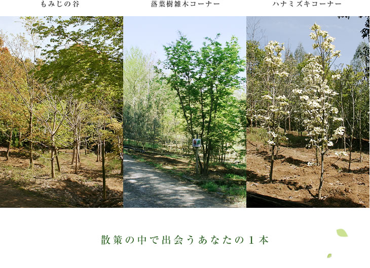 散策の中で出会うあなたの1本