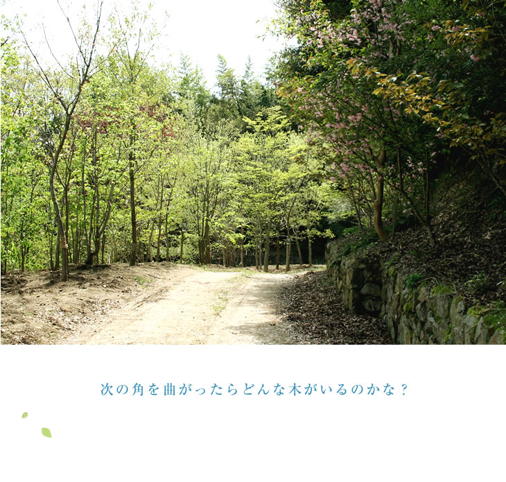 次の角を曲がったらどんな木がいるのかな？