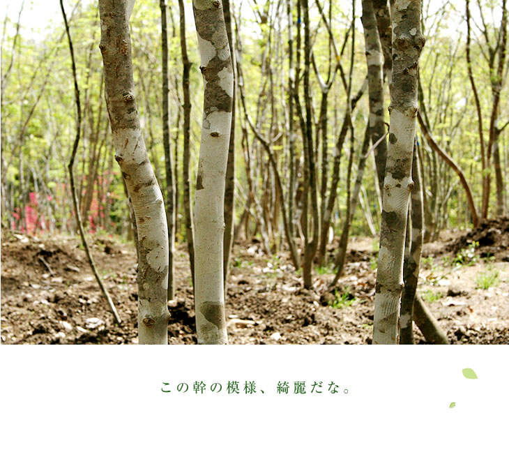 この幹の模様、綺麗だな。