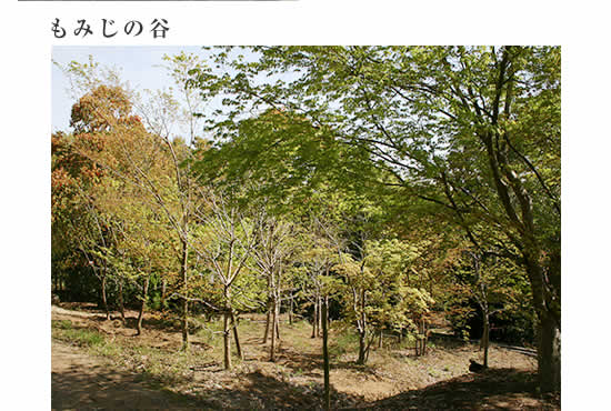 もみじの谷