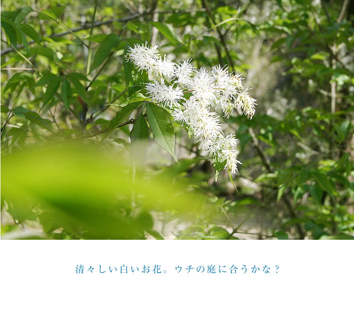 清々しい白いお花。ウチの庭に合うかな？