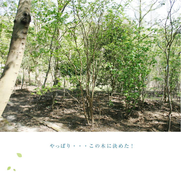 やっぱり…この木に決めた！