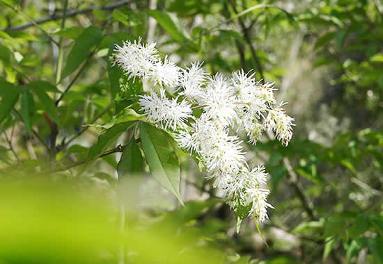 白いお花