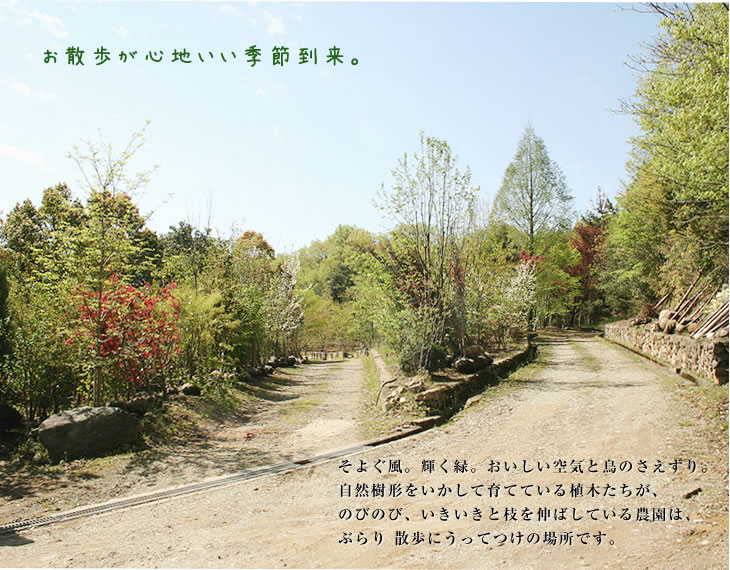 お散歩が心地いい季節到来。