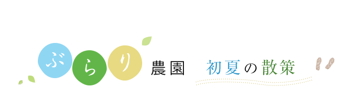 ぶらり農園初夏の散策