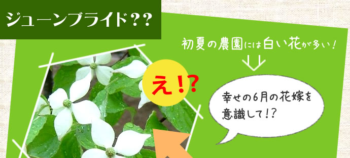 ジューンブライド？？