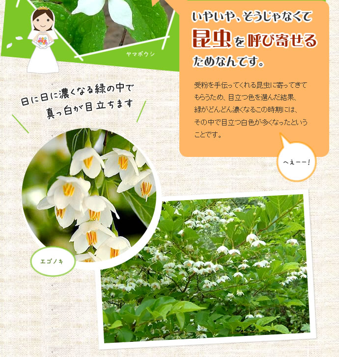 昆虫を呼び寄せるためなんです。