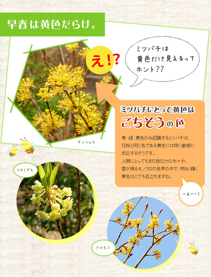 早春は黄色だらけ。