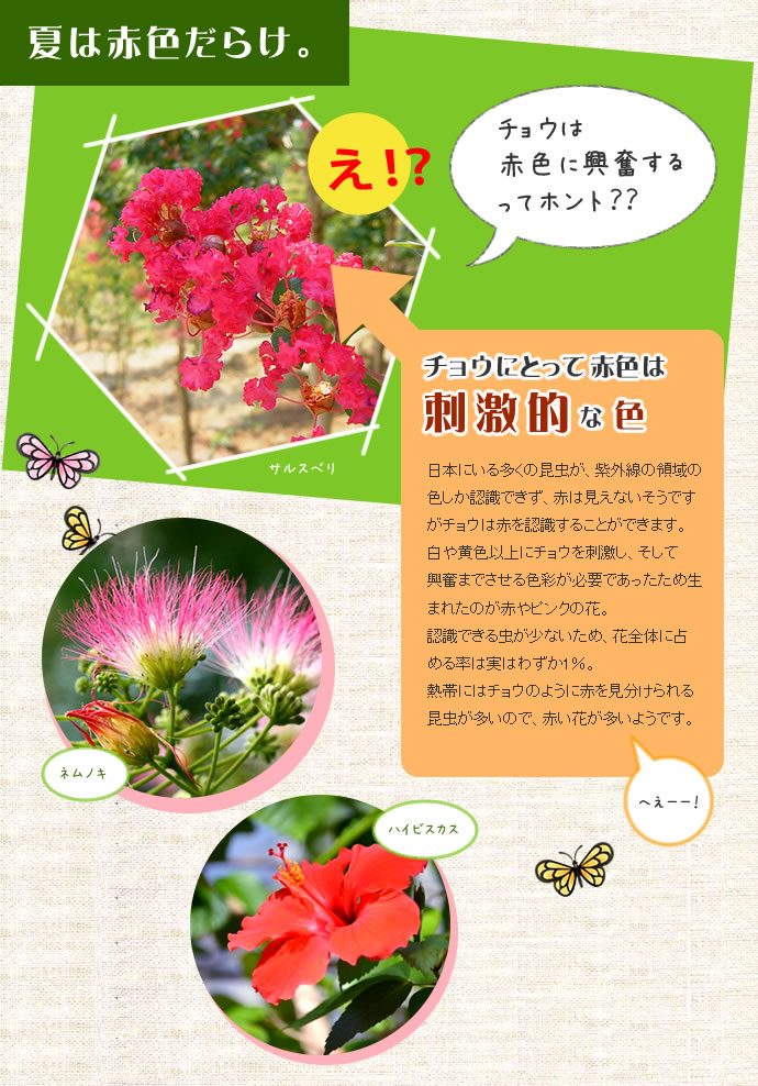 夏は赤色だらけ。