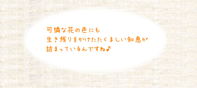 可憐な花の色にも生き残りをかけたたくましい知恵が詰まっているんですね♪