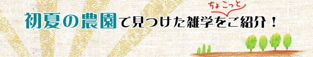 雑学紹介