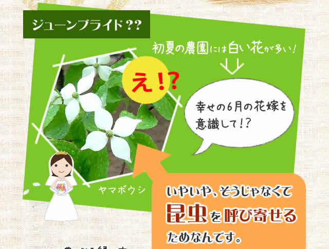 昆虫を呼び寄せるため
