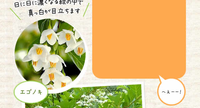 エゴノキ