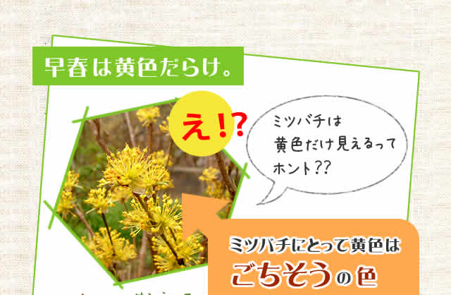 早春は黄色だらけ