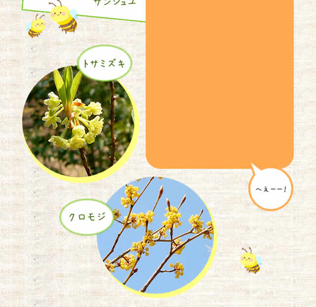 トサミズキ,クロモジ