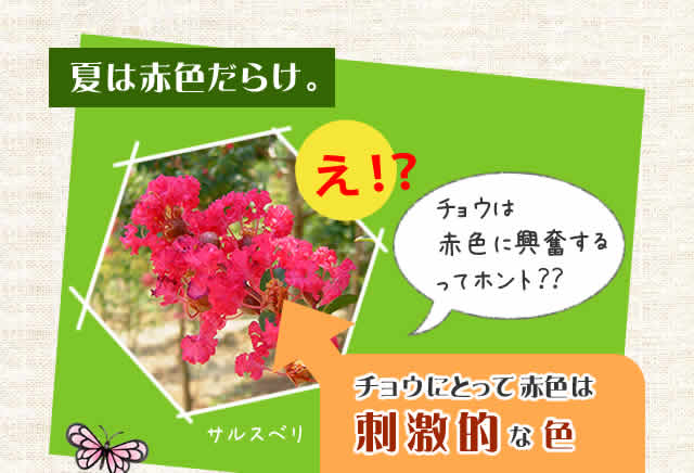 夏は赤色だらけ
