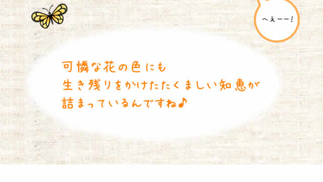 可憐な花の色