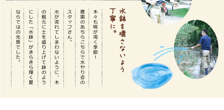 水鉢を壊さぬよう丁寧に