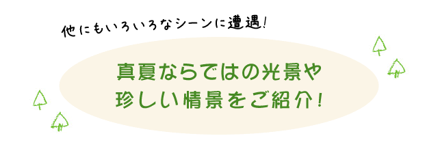 真夏ならではの光景