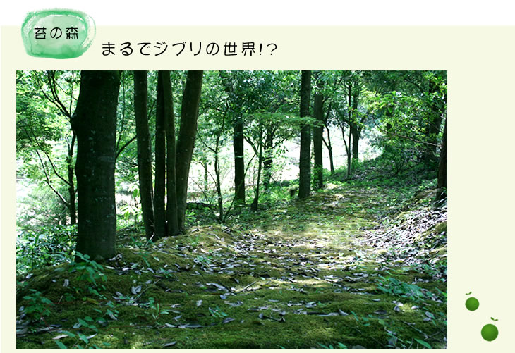 苔の森