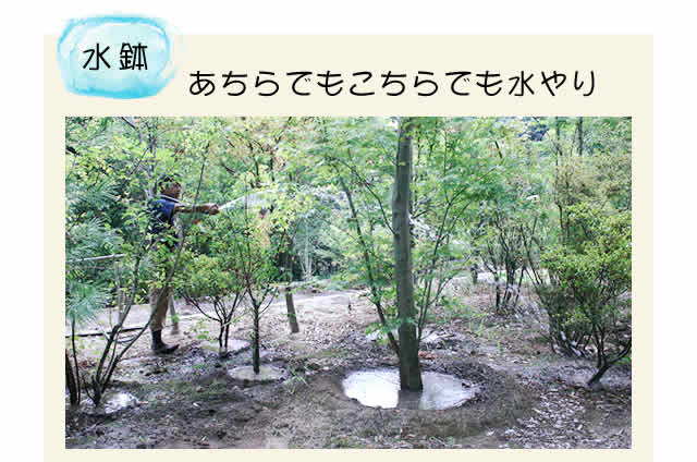 あちこちで水やり