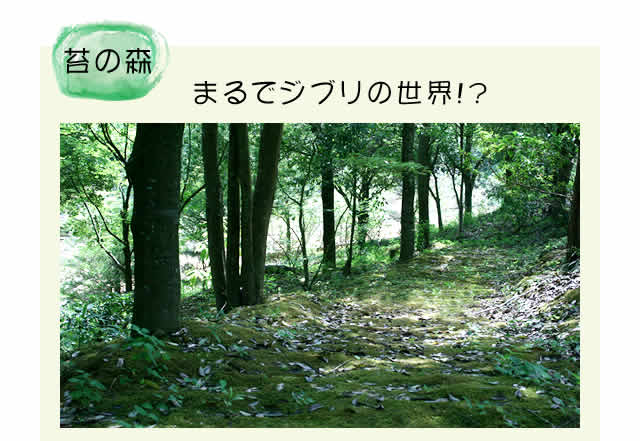 苔の森