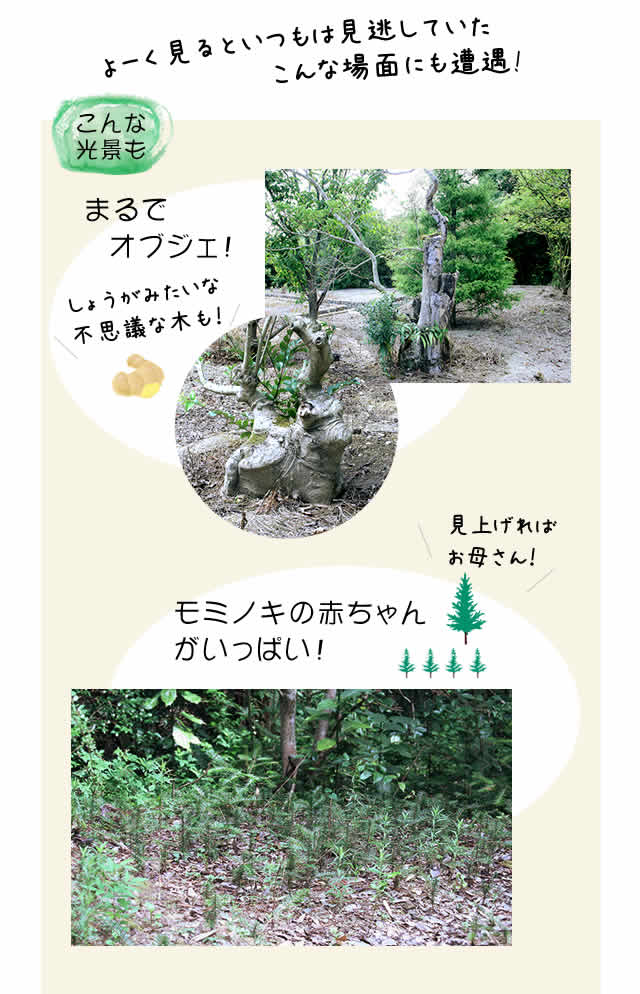 モミの木の赤ちゃん