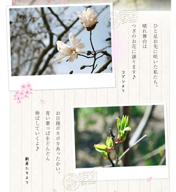 コブシと新芽たちより