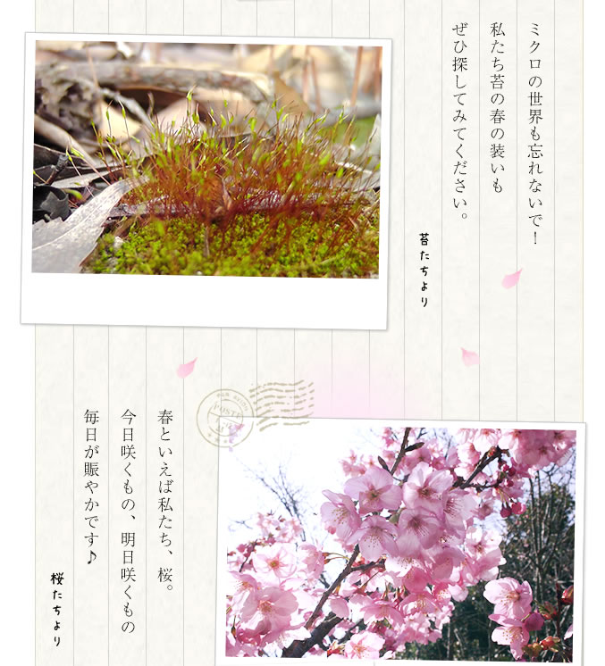 苔たちと桜たちより