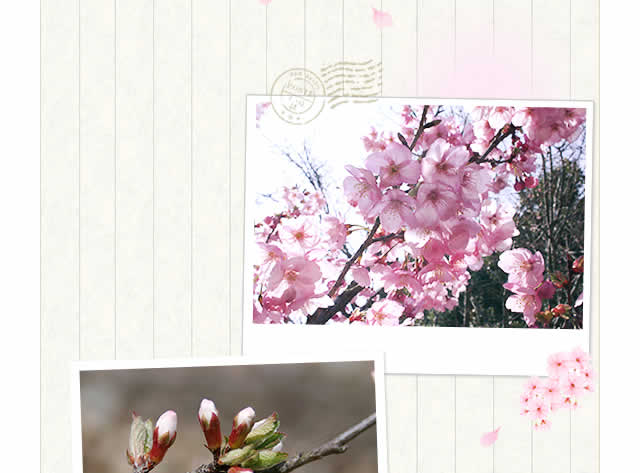 桜たちより