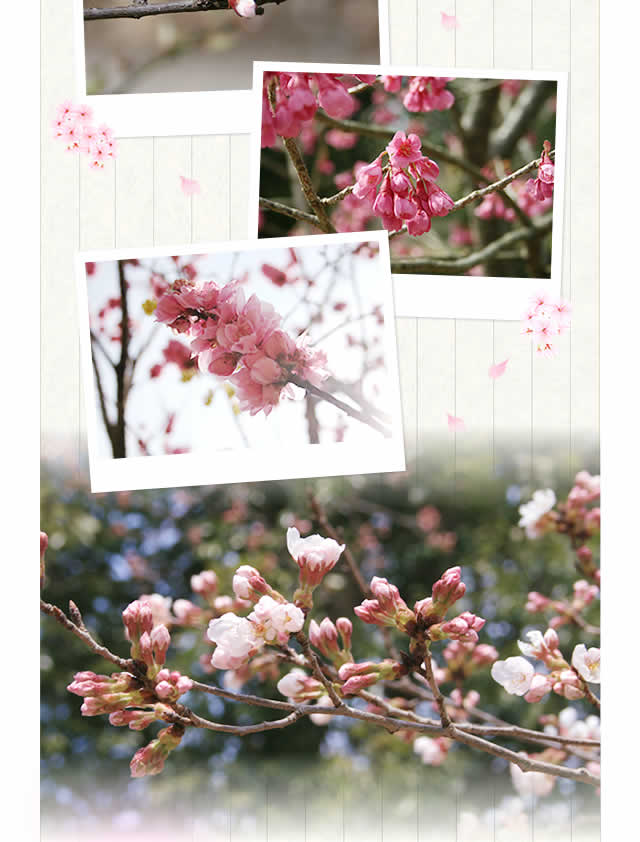 桜
