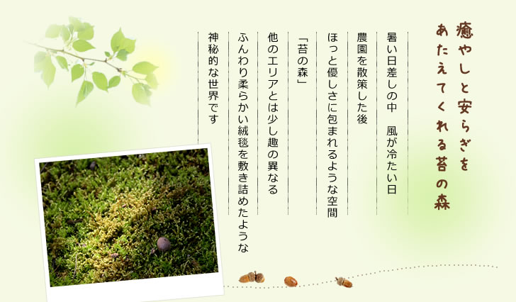 癒しと安らぎの苔の森