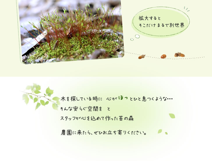心を込めて作った苔の森