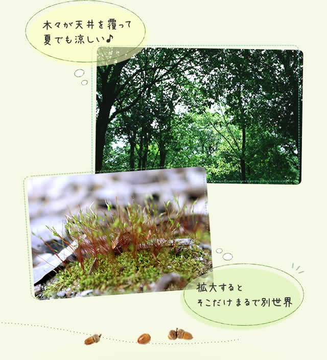 夏でも涼しい