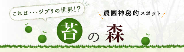 苔の森